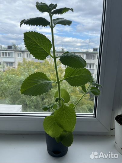 Домашняя мята