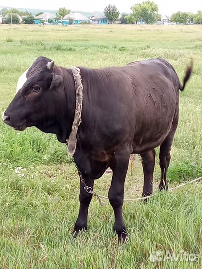 Бычок 10 месяцев