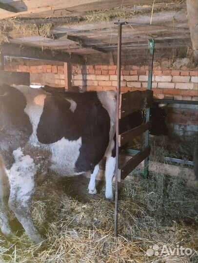 Корова стельная дойная