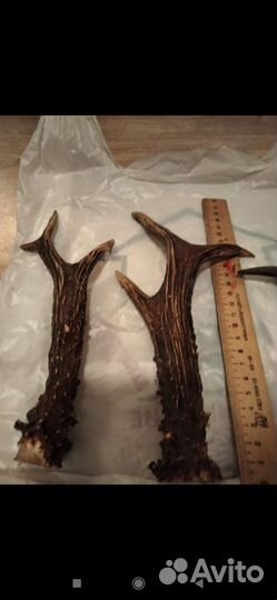 Рога косули