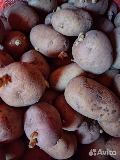 Картофель сортовой с доставкой