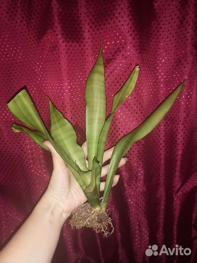 Сансевиерия муншайн