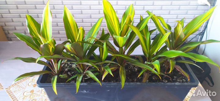 Пальма юкка