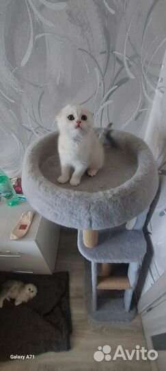 Шотландские вислоухие котята