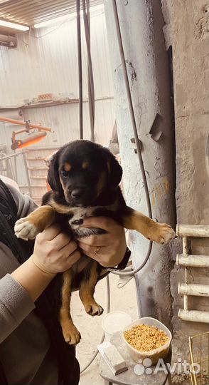 Одам в добрые руки