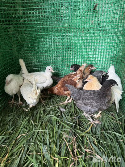 Куры несушки