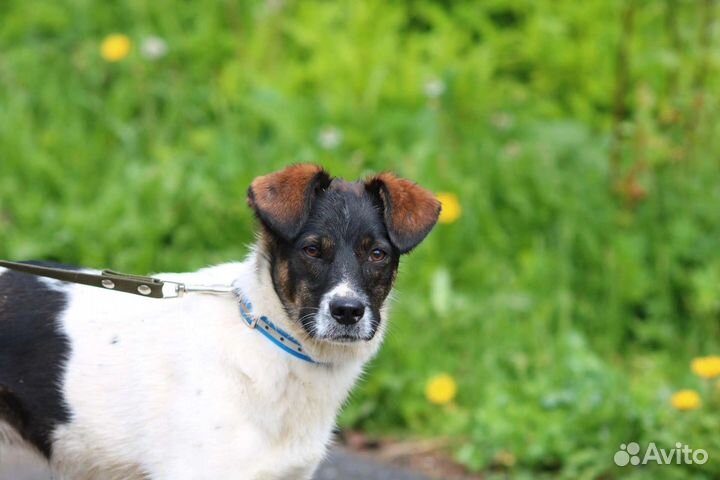 Щенок, 6 месяцев