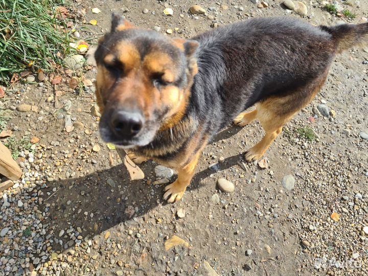 Фарш для собак