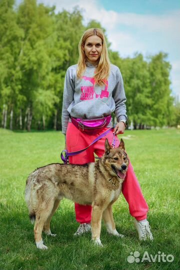 Собака Степа добрый и спокойный пес