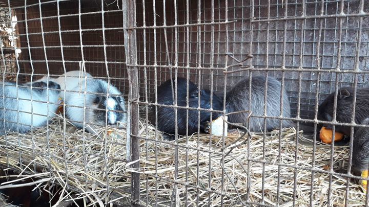 Нутрии на развод