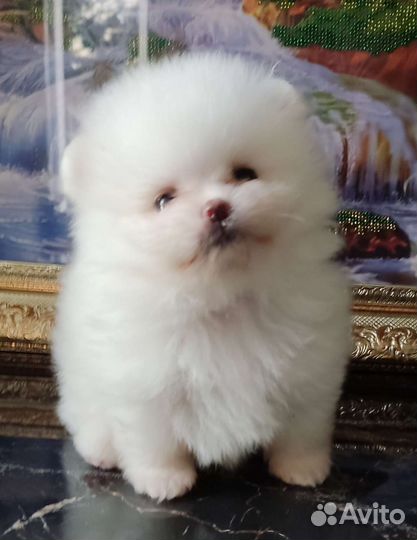 Медвежонок