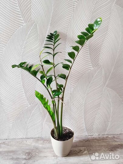 Замиокулькас