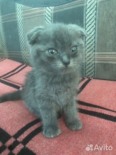 Британский котенок