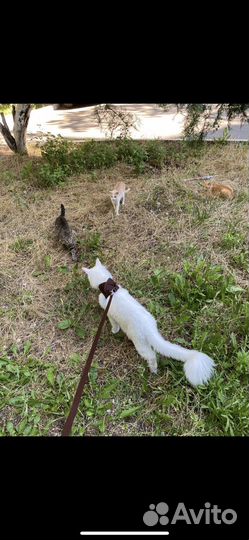 Продажа котят