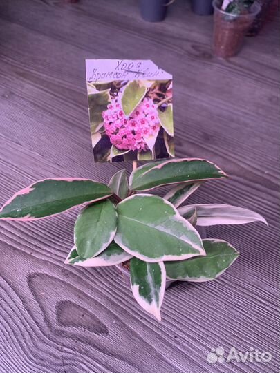 Хойи сортовые 2