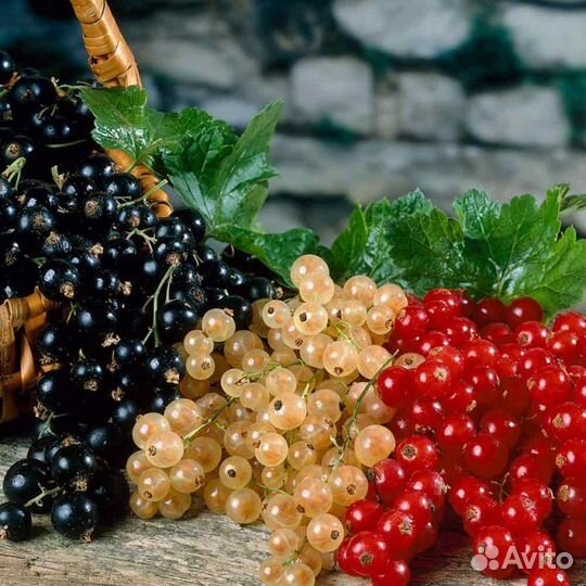 Саженцы голубики жимолости годжи смородины и други