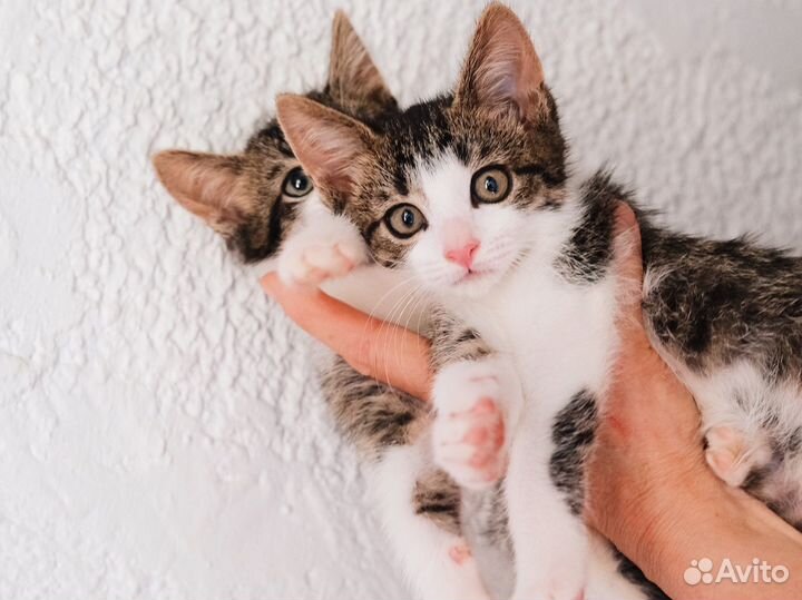 Ласковый полосатый котёнок 2,5 мес. Мальчики