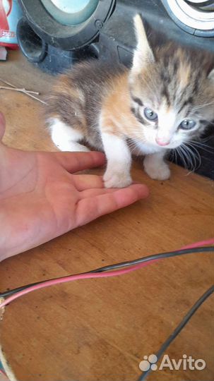 Отдам кошечку бесплатно в добрые руки