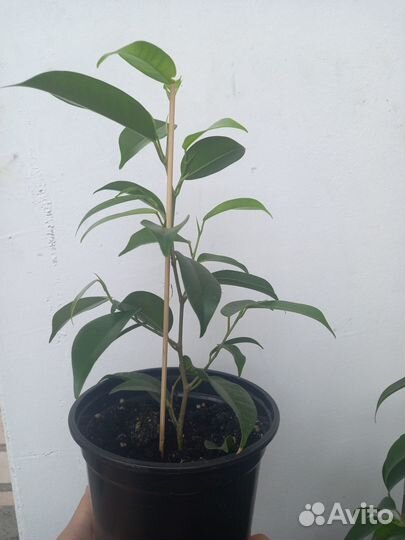 Фикус бенджамина