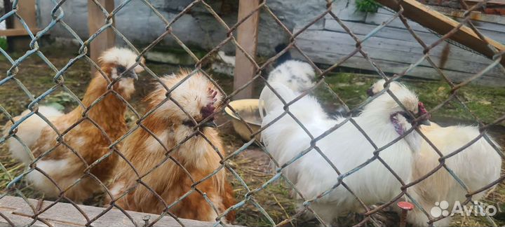 Китайские шелковые куры