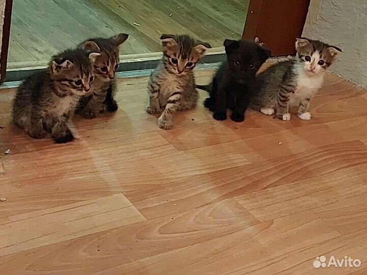 Вислоухие котята