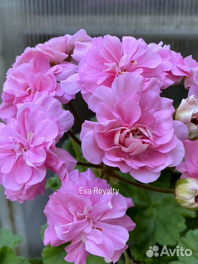 Пеларгония новинка Eva Royalty