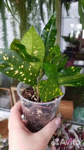 Кротон Аукубный/Золотистый снег