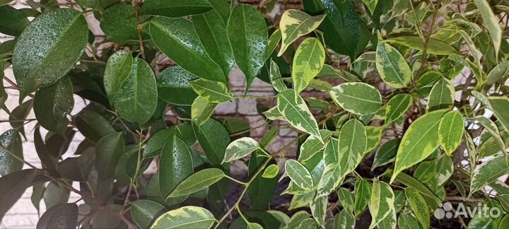 Бенджамина