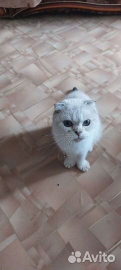 Шотландская вислоухая кошка бесплатно