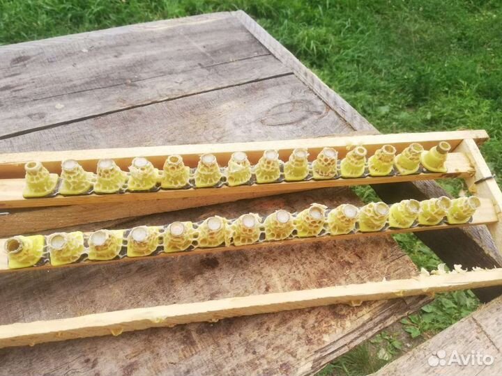 Маточное молочко