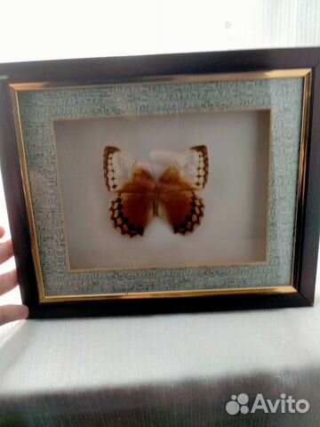 Бабочки в рамках