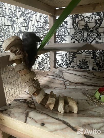 Клетка для крыс