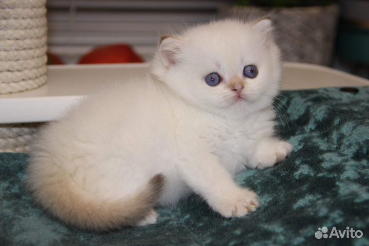 Котик золотой пойнт