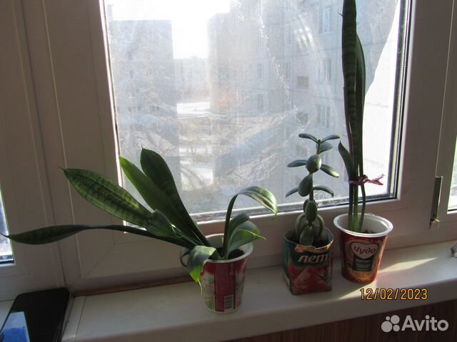 Толстянка, сансевиерия, аихризон, пеперомия