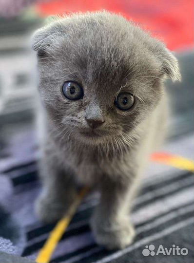 Шотландские котята