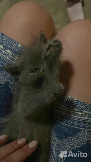 Британские котята бесплатно