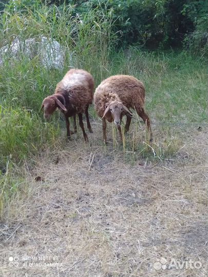 Овцы бараны ягнята