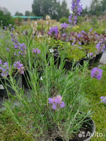Лаванда саженцы