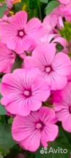 Набор 5шт для творчества и огорода