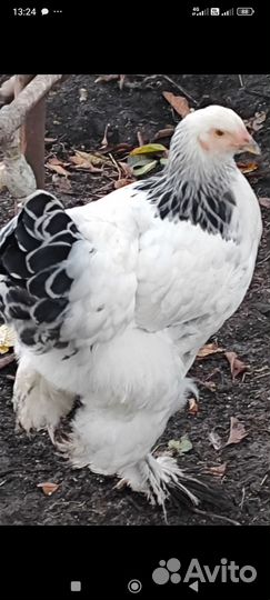 Брама Белая (Колумбийская)