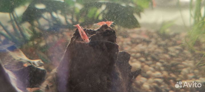 Креветки черри