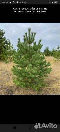 Сосна обыкновенная