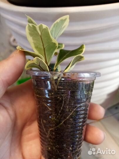 Фикус триангулярис