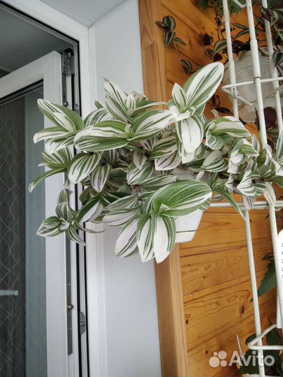 Традесканция