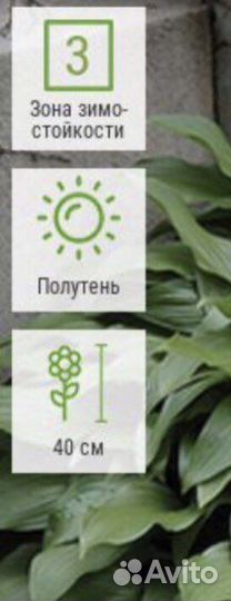 Хоста огромная