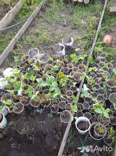 Саженцы клубники