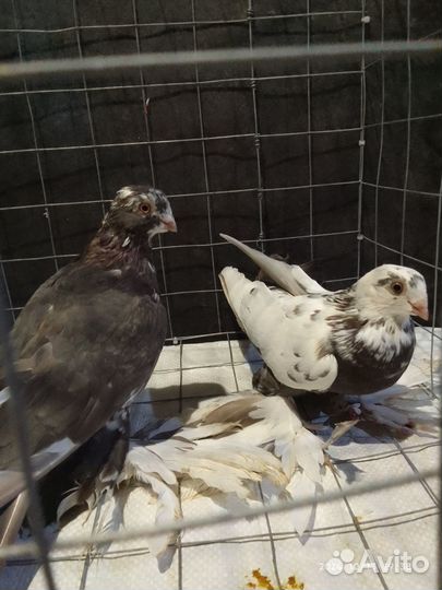 Голуби узбекские