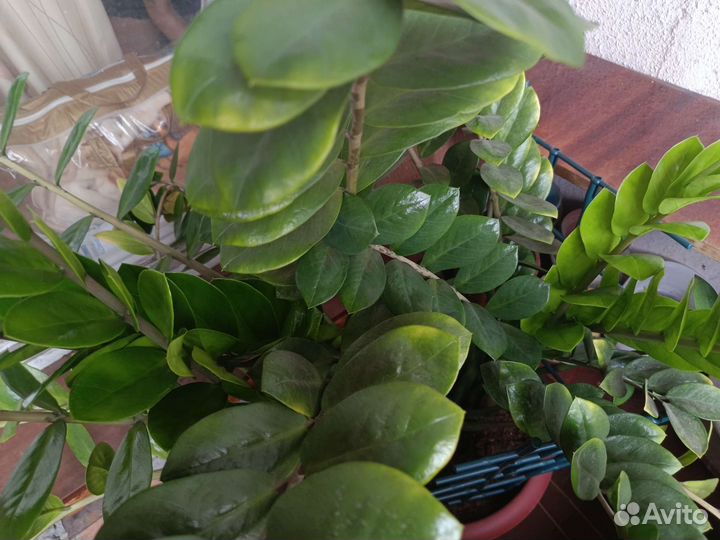 Замиокулькас