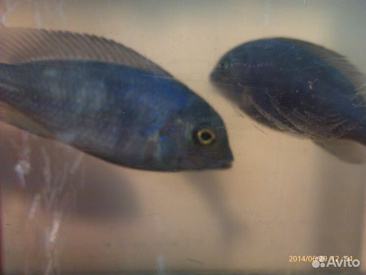 Аквариумы от 4-х л. до 126 л. + рыбки 15 видов