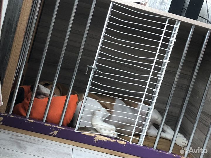 Бигль в добрые руки